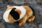 Preview: Meerschwein 3-farbig 18 cm